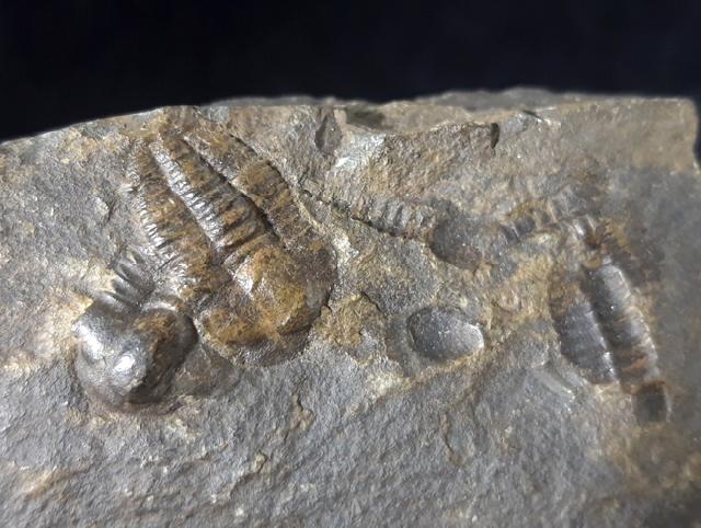 Ellipsocephalus hoffi (SCHLOTHEIM 1823) - Bild © FossNet FossilienStore